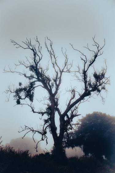 Original Figurative Tree Photography by Sarah Morton