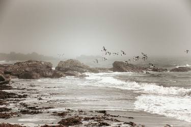 Oystercatchers thumb