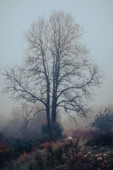 Original Figurative Tree Photography by Sarah Morton