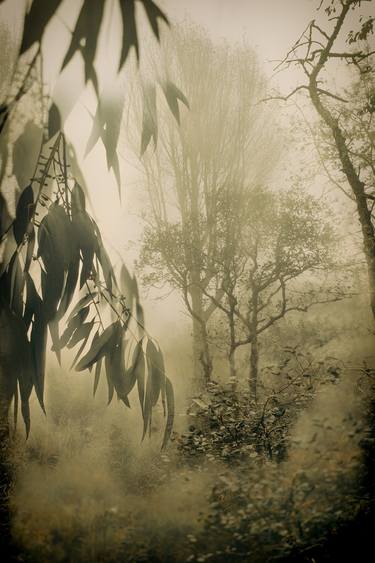 Print of Figurative Tree Photography by Sarah Morton