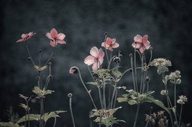 Saatchi Art Artist Sarah Morton; Photography, “Anenomes, Evening - Limited Edition of 5” #art