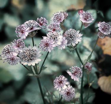 Original Floral Photography by Sarah Morton