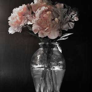 Collection Peonies