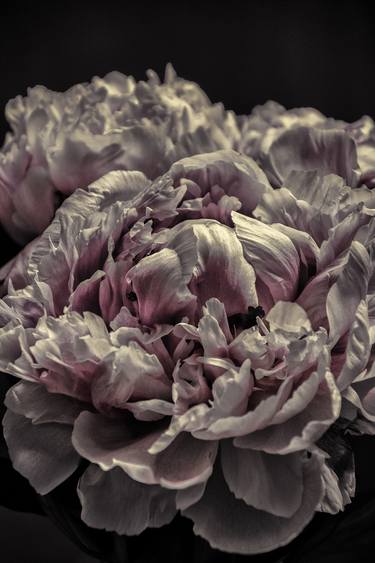 Peonies, closeup - Limited Edition of5 thumb