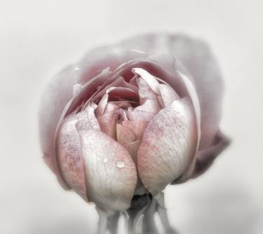 Print of Figurative Floral Photography by Sarah Morton