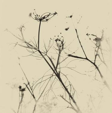 Original Figurative Nature Photography by Sarah Morton