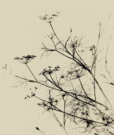Print of Figurative Nature Photography by Sarah Morton