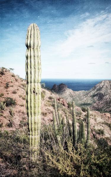 Cactus, Baja - Limited Edition of 5 thumb