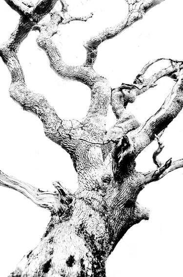 meetings with extraordinary trees No.1 - Limited Edition of 3 thumb