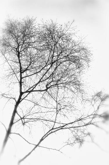 Print of Figurative Tree Photography by Sarah Morton