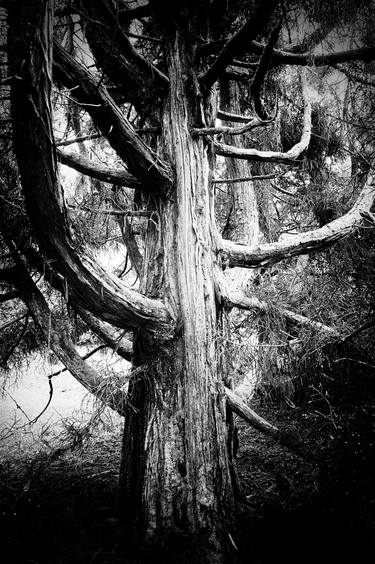meetings with extraordinary trees No. 3 - Limited Edition of 3 thumb