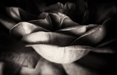 Print of Floral Photography by Sarah Morton