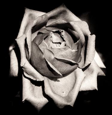 Rose II - Limited Edition of 5 thumb