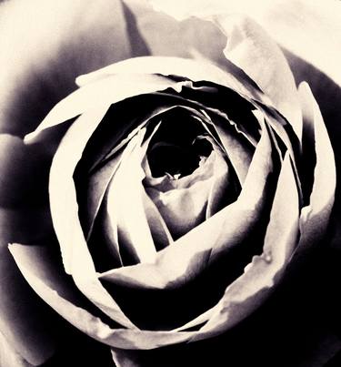 Print of Art Deco Floral Photography by Sarah Morton