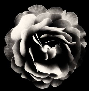 Print of Floral Photography by Sarah Morton