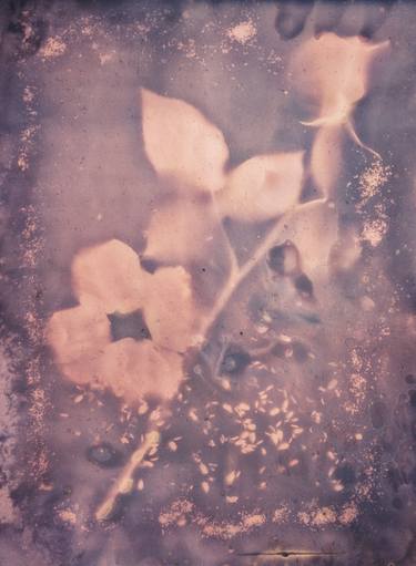 Print of Abstract Photography by Sarah Morton