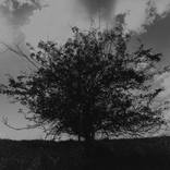 Lonely Tree is Heart of the Sanctuary - Limited Edition of 30 by Scott Hefti