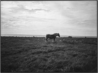 Horse in the pasture No. 2 - Limited Edition of 50 thumb
