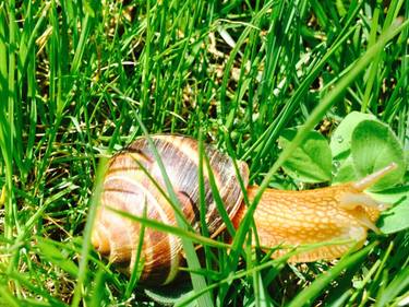 Snail Preserving the Nature - Limited Edition of 2 thumb