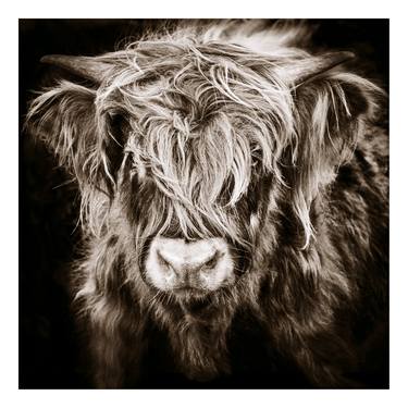 Original Black & White Animal Photography by Michael Haber