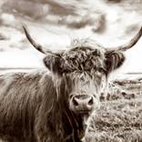 Highlander in the Field by Michael Haber