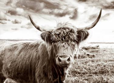 Original Black & White Animal Photography by Michael Haber