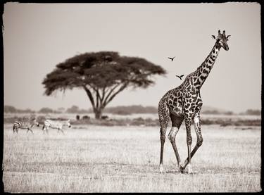 Giraffe Walking thumb