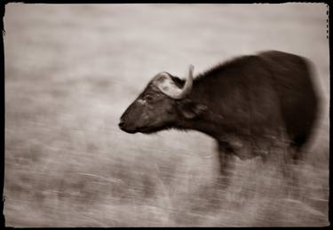 Cape Buffalo thumb