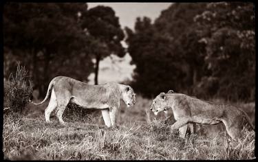 Lionesses thumb