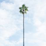 Collection Island Life