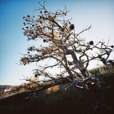 Print of Documentary Tree Photography by Fleur Thesmar