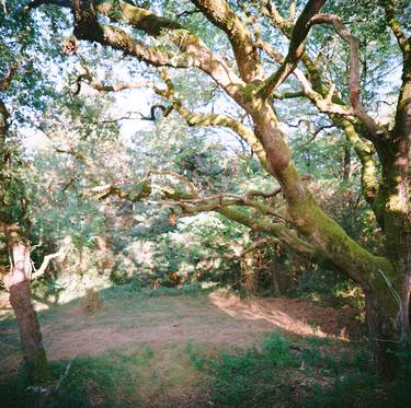 Great Oak, Tarn, France thumb