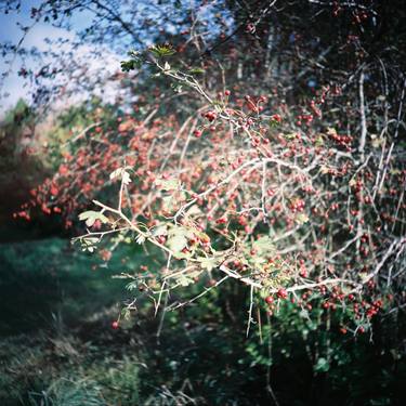 Red and wild berries, Tarn, France fall 2023 thumb