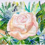 Rose with Chards by Fleur Thesmar