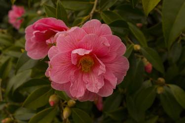 Pink Camillia thumb