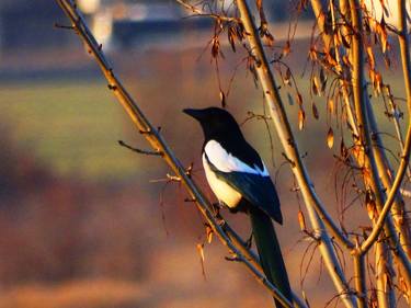 Print of Animal Photography by Ralitsa Georgieva