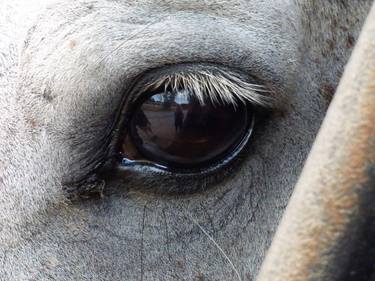 Horse eye thumb