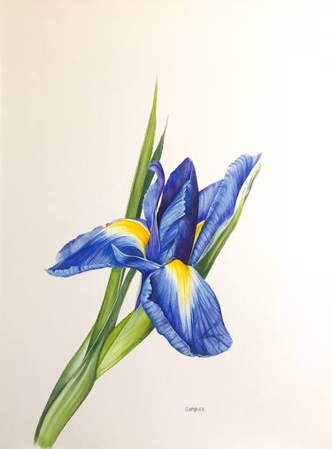 Blue Iris thumb