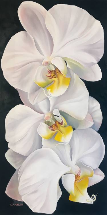 Three White Orchids thumb