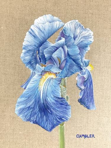 Iris on Linen thumb