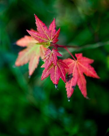 Original Fine Art Botanic Photography by Stephen Cook