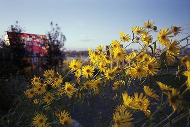 Daisies at Brooklyn Farms - Limited Edition of 50 thumb