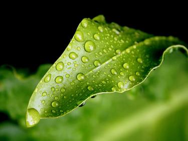 Water Droplets on a leaf thumb