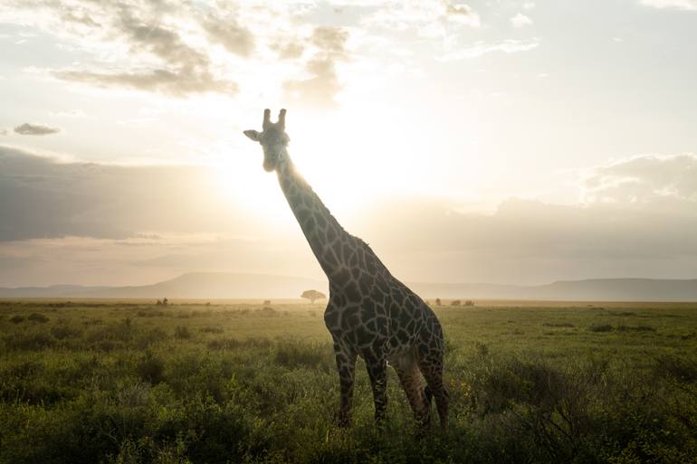 Original Animal Photography by Garret Suhrie | Photorealism Art on Paper | Sunset in the Serengeti
