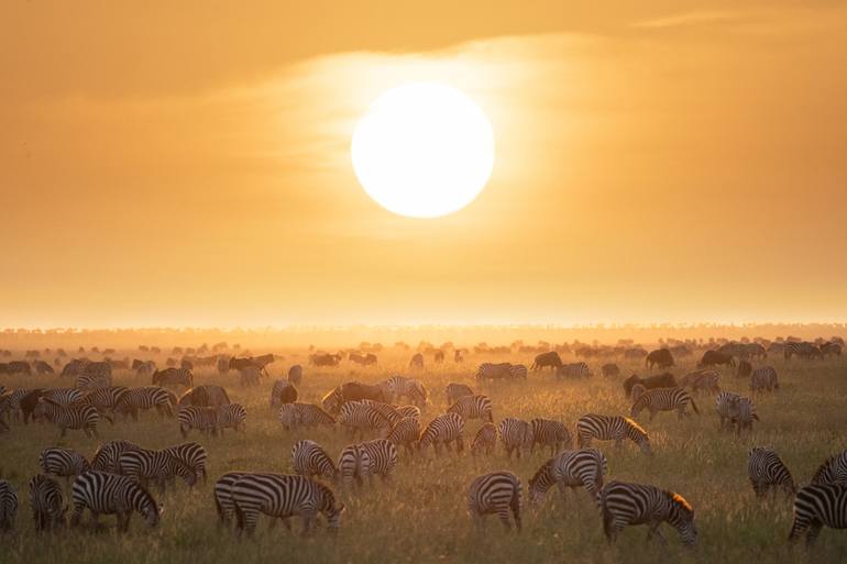 Original Animal Photography by Garret Suhrie | Photorealism Art on Paper | Sunset and Stripes on the Serengeti