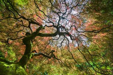 Original Fine Art Tree Photography by Garret Suhrie