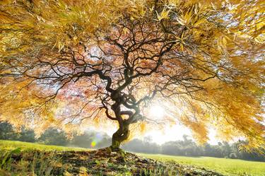 Original Fine Art Tree Photography by Garret Suhrie