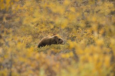 Brown Bear, Golden Season - Limited Edition of 3 thumb