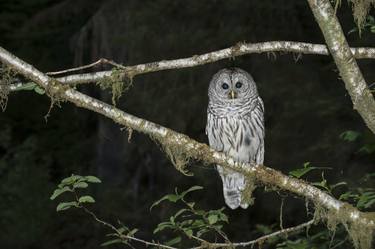 Barred Owl, Hoh Rainforest - Limited Edition of 3 thumb
