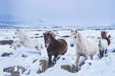 Original Horse Photography by Garret Suhrie